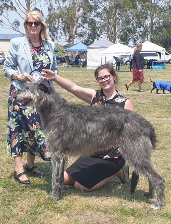 Deerhound for sale by LUVADEER