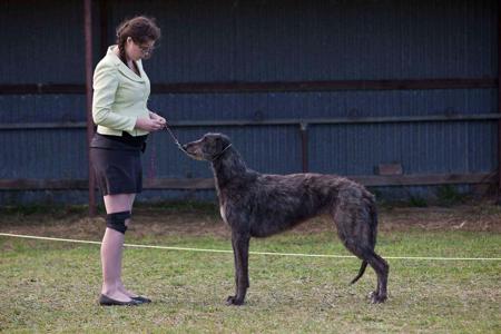 Deerhound for sale by LUVADEER