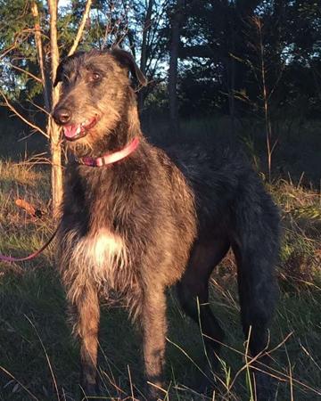 Deerhound for sale by LUVADEER