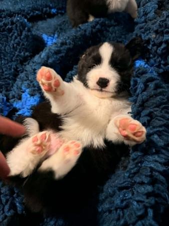 Border Collie puppy for sale by NOBLESTARZZ