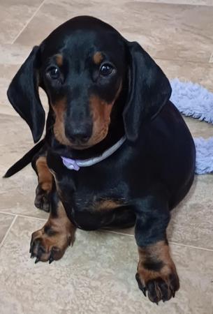 Dachshund (Smooth Haired) for sale by ANNARIC