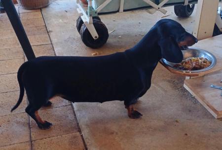 Dachshund (Smooth Haired) for sale by ANNARIC