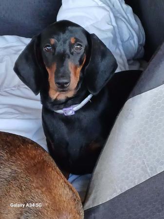 Dachshund (Smooth Haired) for sale by ANNARIC