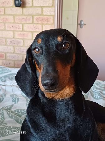 Dachshund (Smooth Haired) for sale by ANNARIC