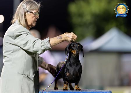 Dachshund (Smooth Haired) for sale by ANNARIC