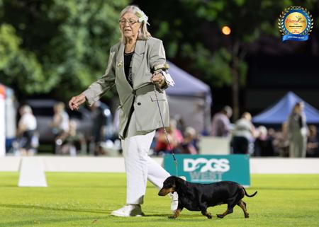 Dachshund (Smooth Haired) for sale by ANNARIC