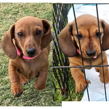 Dachshund (Miniature Smooth Haired) for sale by ANNARIC