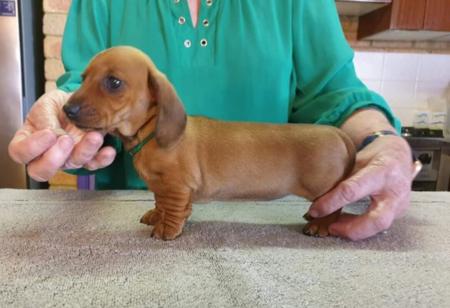 Dachshund (Miniature Smooth Haired) for sale by ANNARIC