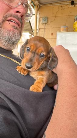 Dachshund (Miniature Smooth Haired) for sale by ANNARIC
