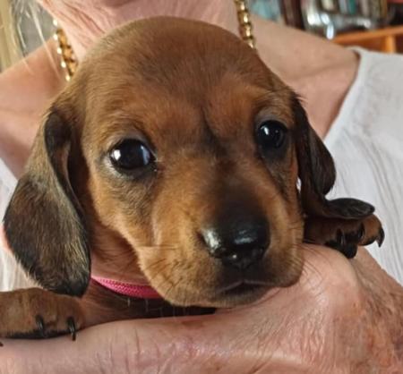 Dachshund (Miniature Smooth Haired) for sale by ANNARIC