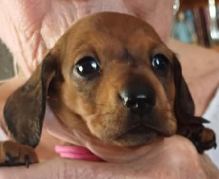 Dachshund (Miniature Smooth Haired) for sale by ANNARIC
