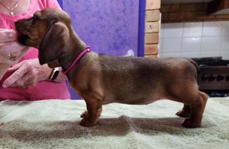 Dachshund (Miniature Smooth Haired) for sale by ANNARIC