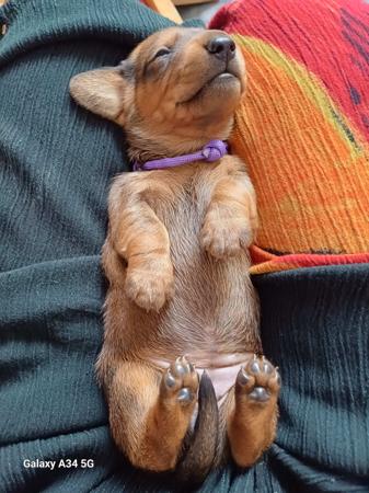 Dachshund (Miniature Smooth Haired) for sale by ANNARIC