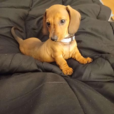 Dachshund (Miniature Smooth Haired) for sale by ANNARIC