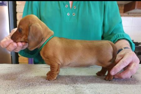 Dachshund (Miniature Smooth Haired) for sale by ANNARIC