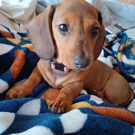 Dachshund (Miniature Smooth Haired) for sale by ANNSDACHIES