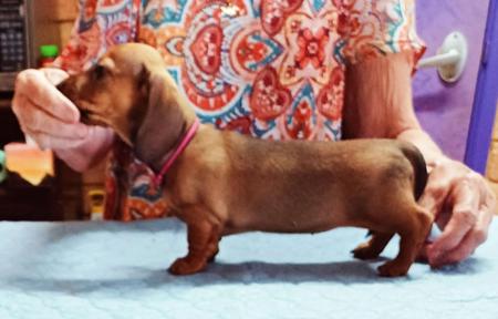 Dachshund (Miniature Smooth Haired) for sale by ANNARIC