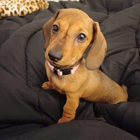 Dachshund (Miniature Smooth Haired) for sale by ANNARIC