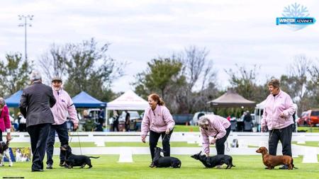 Dachshund (Smooth Haired) for sale by ANNARIC