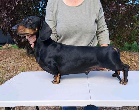 Dachshund (Smooth Haired) for sale by ANNARIC