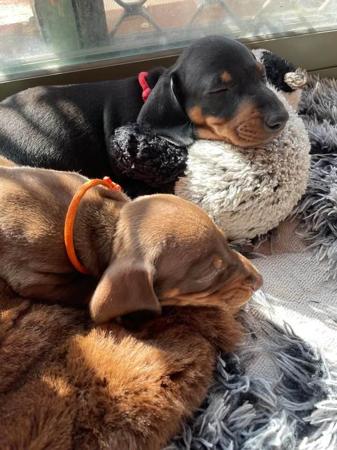 Dachshund (Smooth Haired) for sale by ANNSDACHIES