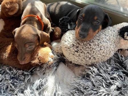 Dachshund (Smooth Haired) for sale by ANNARIC