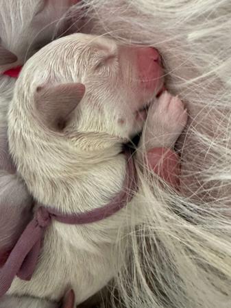 Golden Retriever puppy for sale by EUROGOLD