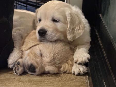 Golden Retriever puppy for sale by EUROGOLD