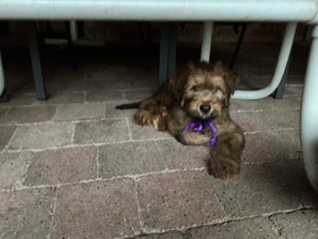 Briard puppy for sale by MERVEILLE