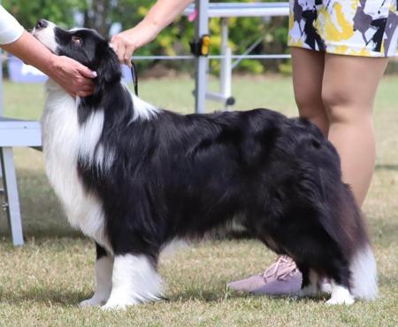Border Collie for sale by SARADALE