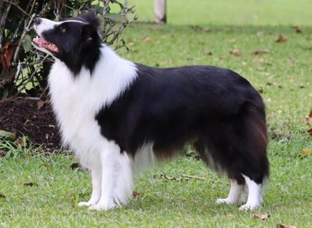 Border Collie for sale by SARADALE