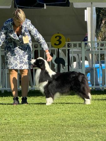 Border Collie for sale by SARADALE