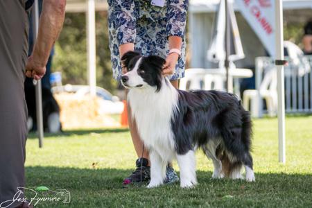 Border Collie for sale by SARADALE