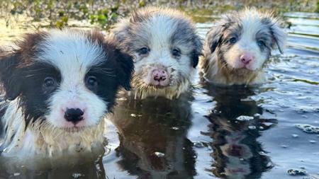 Border Collie puppy for sale by JSCHULER