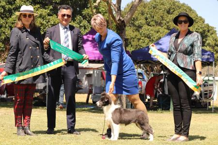 Border Collie for sale by SARADALE