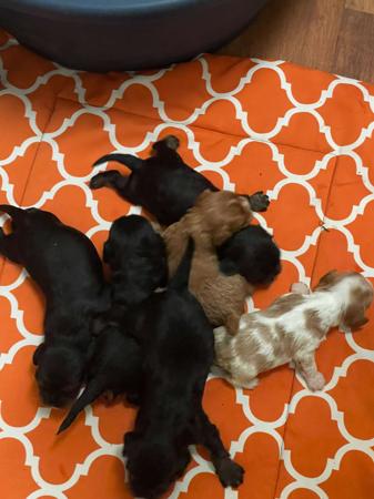 Cavalier King Charles Spaniel puppy for sale by CAVHILL