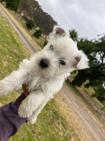 West Highland White Terrier for sale by STRATHWALLA