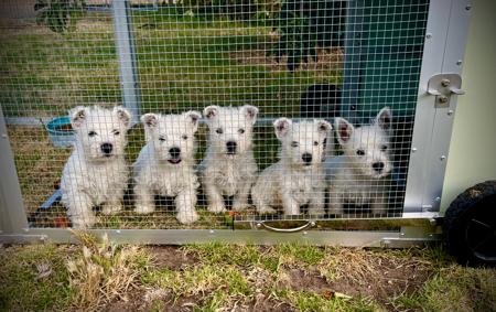 West Highland White Terrier for sale by STRATHWALLA
