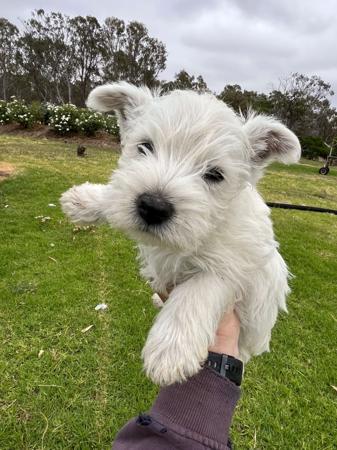 West Highland White Terrier for sale by STRATHWALLA