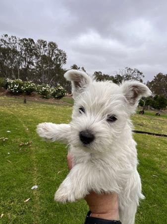 West Highland White Terrier for sale by STRATHWALLA