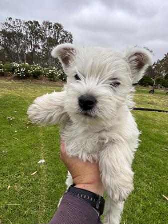 West Highland White Terrier for sale by STRATHWALLA