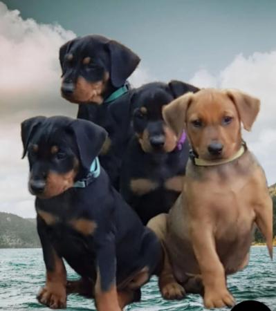 German Pinscher puppy for sale by JEWELWATCH