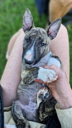 Bull Terrier (Miniature) puppy for sale by FAMBULLY