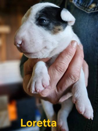 Bull Terrier (Miniature) puppy for sale by FAMBULLY
