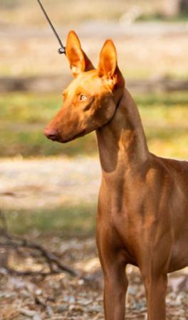 Pharaoh Hound for sale by ZAHRI