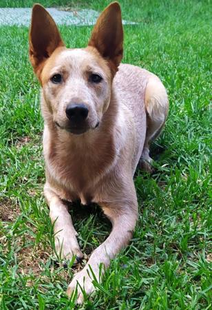 Australian Stumpy Tail Cattle Dog for sale by AVATINNI