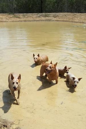 Australian Stumpy Tail Cattle Dog for sale by AVATINNI