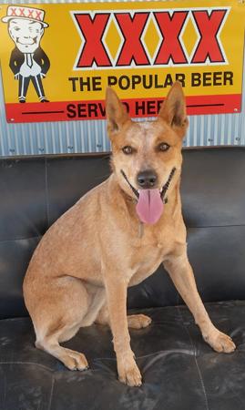 Australian Stumpy Tail Cattle Dog for sale by AVATINNI