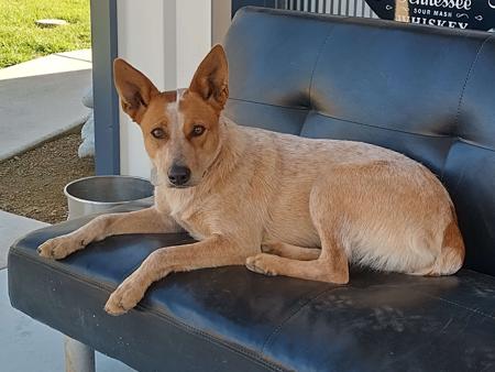 Australian Stumpy Tail Cattle Dog for sale by AVATINNI