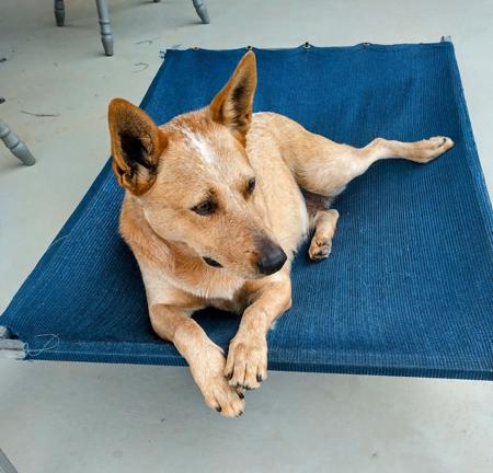 Australian Stumpy Tail Cattle Dog for sale by AVATINNI